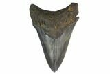 3.27" Fossil Megalodon Tooth - South Carolina - #130781-1